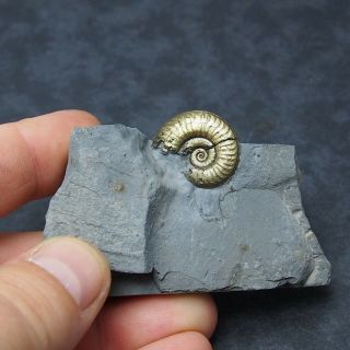 Arieticeras Ammonite Pyrite Mineral Fossil Fossilien Ammoniten France Dino