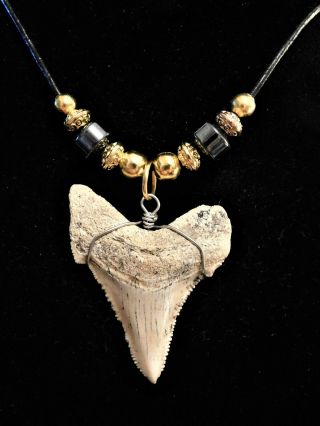 Awesome 1 13/16 " Paleocarcharodon Orientalis Shark Tooth Necklace