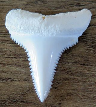 1.  445 " Lower Nature Modern Great White Shark Tooth (teeth)