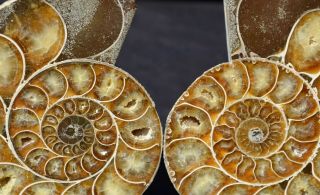 Cut Split Pair Rare Anapuzosia Ammonite D - Shaped Large 4.  8 " Fossil 123mm E2165xx