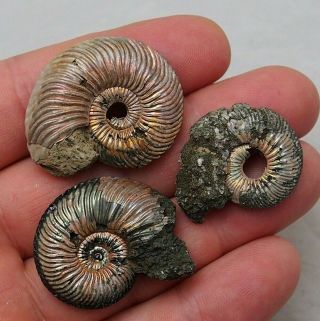 3x Quenstedtoceras 31 - 38mm Pyrite Ammonite Fossils Callovian Fossilien Russia