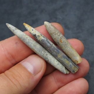 3x Belemnite Hibolithes Subfusiformis Fossils Fossiles Fossilien France