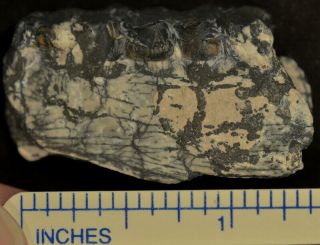 Mesohippus Jaw Section,  Three Toed Horse Fossil,  Oligocene,  South Dakota,  H492