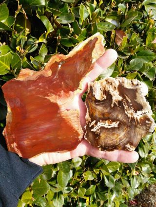 Two (2) Petrified Wood Slab Agate Owyhee Central Oregon Red Mossy Rings 10oz