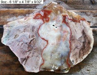 Idaho - Rare Carey Agatized Petrified Wood Slab - Grains & Colors