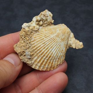 Bivalve Fossil Chlamys Varia Shell Spain Fossilien Mollusks Pliocene
