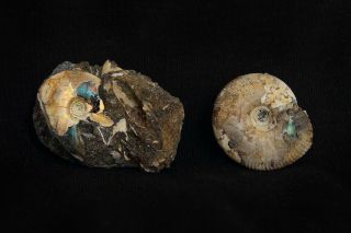 Fossils Two Jurassic Ammonites Craspedites And Garniericeras From Russia