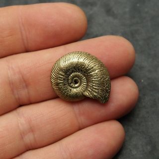 27mm Quenstedtoceras Pyrite Ammonite Fossils Callovian Fossilien Russia 2