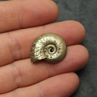 27mm Quenstedtoceras Pyrite Ammonite Fossils Callovian Fossilien Russia 3