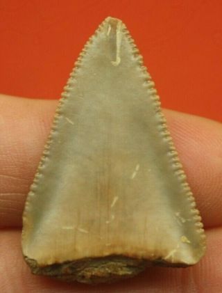 1 9/16 " Fossil Great White Shark Tooth Authentic Carcharodon Carcharias Florida
