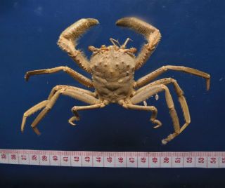 31116 Homolid Crab Homola Orientalis 30 Mm Crab Taxidermy Oddities Curios