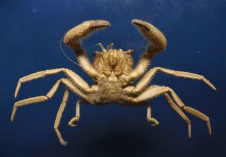 31116 Homolid Crab Homola orientalis 30 mm Crab Taxidermy Oddities Curios 2