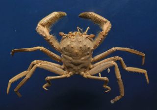 31116 Homolid Crab Homola orientalis 30 mm Crab Taxidermy Oddities Curios 3
