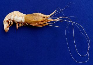 20607 Deepwater Shrimp Heterocarpus Chani 34 Mm Taxidermy