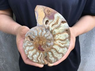 0.  46lb Natural Ammonite Disc Fossil Conch Specimen Healing Madagascar 5.  3 " Tqs25