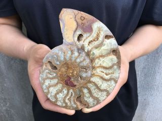 0.  46LB Natural Ammonite Disc Fossil Conch Specimen Healing Madagascar 5.  3 