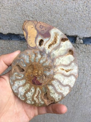 0.  46LB Natural Ammonite Disc Fossil Conch Specimen Healing Madagascar 5.  3 