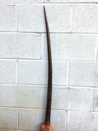 Very Long Sword - Spear Made Out Of Real Horn 36 1/2 Inc Long