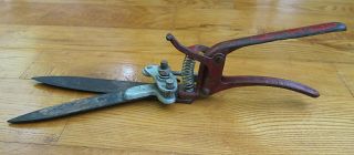 Vintage Grass Clippers Shears Chipped Red Paint Rust Garden Tool Display 2
