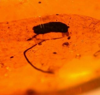 Rare Flower Stamen With Insects In Authentic Dominican Amber Fossil Gemstone