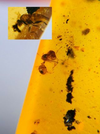 Extinct Zigrasimecia Ant&fly Burmite Myanmar Amber Insect Fossil Dinosaur Age