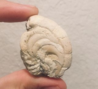 Senegal Fossil Ammonite Aturia Eocene Fossil