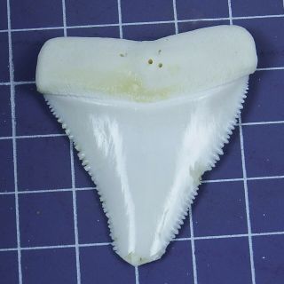 1.  858 inch Modern Great White Shark Tooth Megalodon Sharks Movie Fan BT116 3