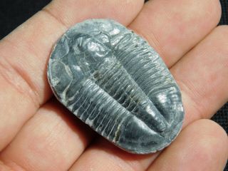 A Big 100 Natural Asaphiscus Wheeleri Trilobite Fossil Found In Utah 2.  02 E