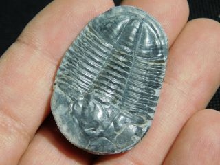 A BIG 100 Natural Asaphiscus Wheeleri Trilobite Fossil Found in Utah 2.  02 e 2
