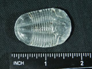 A BIG 100 Natural Asaphiscus Wheeleri Trilobite Fossil Found in Utah 2.  02 e 3