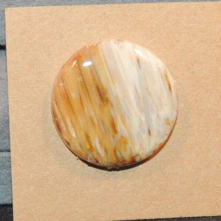 Petrified Palm Wood Cabochon 24mm With 5mm Dome From Texas (12506)