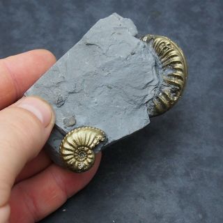 Amaltheus Pleuroceras Ammonite Fossil Natural Pyrite Jurassic France