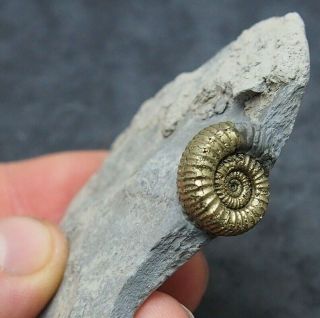 Catacoeloceras Ammonite Fossil Natural Pyrite Jurassic France