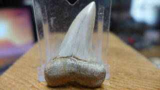 Geological Enterprises Miocene Fossil Isurus Hastalis Tooth,  Mako Shark