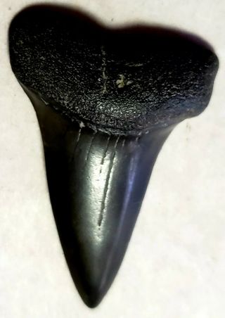 Large Black Fossil Great White Shark Tooth 1 3/4 " South Florida Beauty