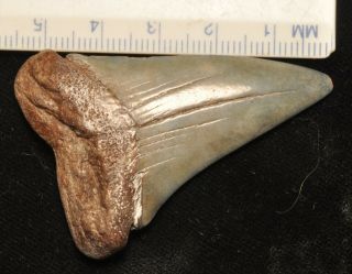 Fossil Shark Tooth - Cosmopolitodus Hastalis From North Carolina