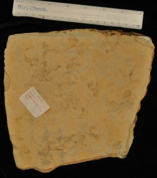Fossilized Bird Tracks From Utah