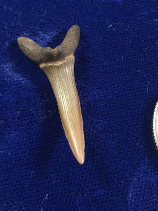 Scapanorhynchus Texanus Fossil Extinct Goblin Shark Tooth Mississippi