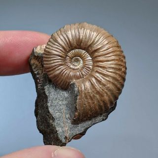 3,  4 Cm (1,  4 In) Ammonite Acanthoplites Shell Cretaceous Russia Russian Ammonit