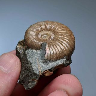 3,  4 cm (1,  4 in) Ammonite Acanthoplites shell cretaceous Russia russian ammonit 2