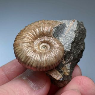 3,  4 cm (1,  4 in) Ammonite Acanthoplites shell cretaceous Russia russian ammonit 3