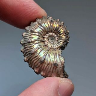 3,  1 Cm (1,  2 In) Ammonite Kosmoceras Pyrite Jurassic Russia Fossil Ammonit