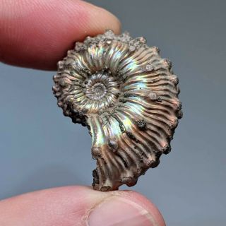3,  1 cm (1,  2 in) Ammonite Kosmoceras pyrite jurassic Russia fossil ammonit 2