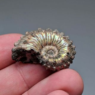 3,  1 cm (1,  2 in) Ammonite Kosmoceras pyrite jurassic Russia fossil ammonit 3
