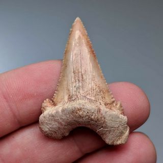 4,  1 Cm (1,  6 In) Shark Tooth Paleocarcharodon Morocco Paleocene