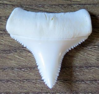 1.  272 " Lower Nature Modern Great White Shark Tooth (teeth)