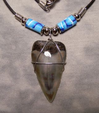 Big 1 3/4 " Mako Shark Tooth Teeth Necklace Fossil Jaw Not Megalodon Scuba Diver