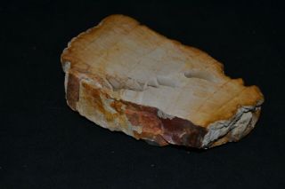 Petrified Palm Wood Slab Fossil 2