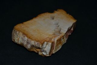 Petrified Palm Wood Slab Fossil 3