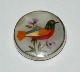 Antique Exotic Bird Button M.  O.  P.  Feathers